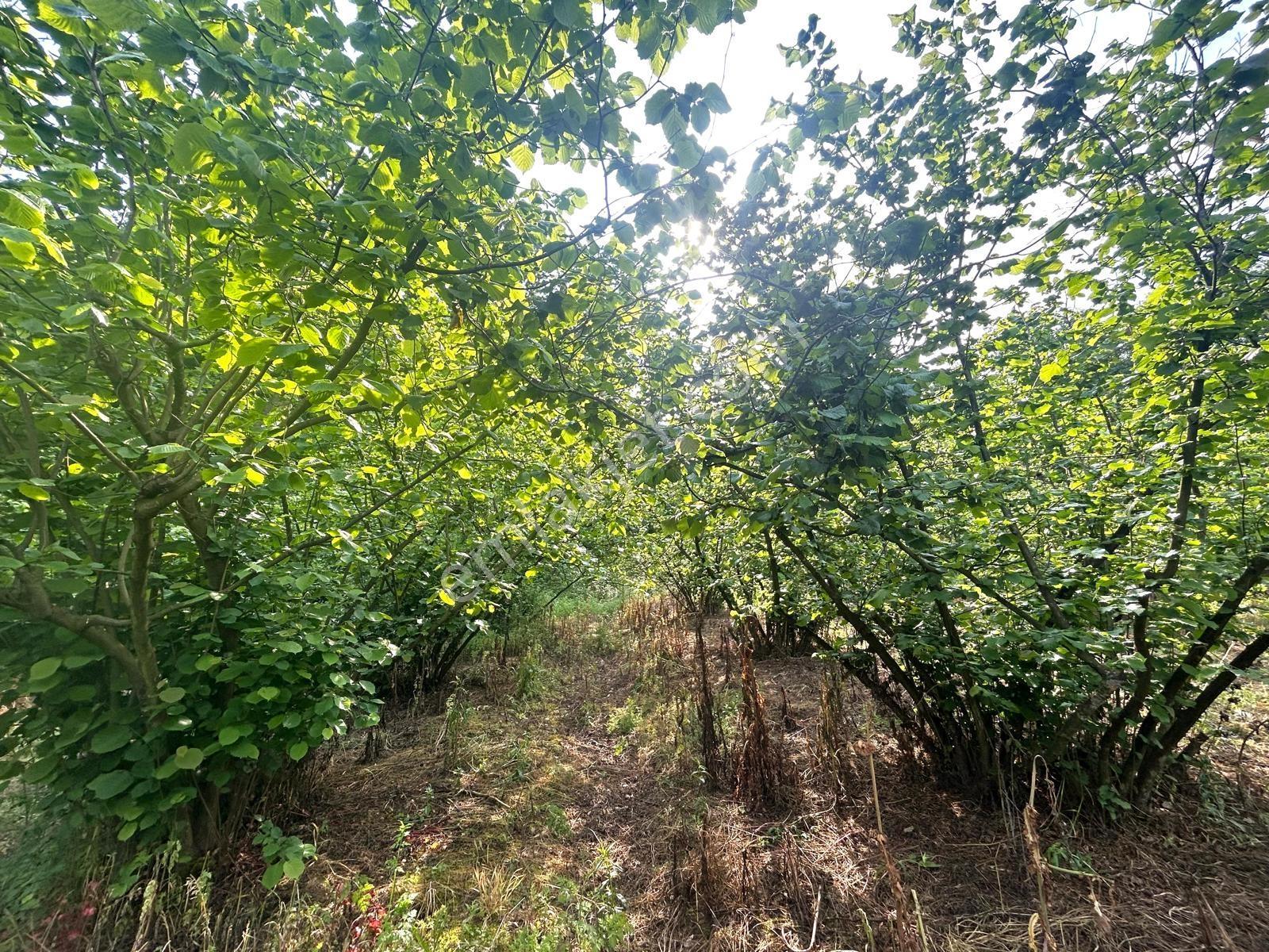 Sakarya Kaynarca Sabırlı'da Verimli Satılık Fındık Tarlası - Görsel 8