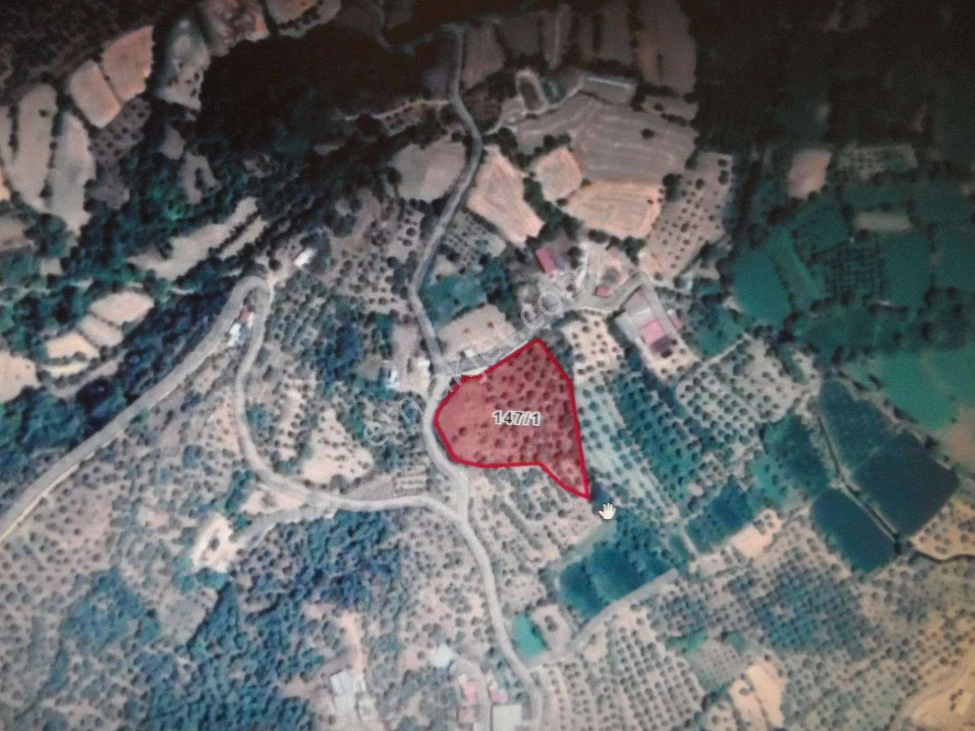 Nazilli Ege Emlak Ofisinden Karacasu Esençay Mahallesinde Satılık Zeytinlik - Görsel 2