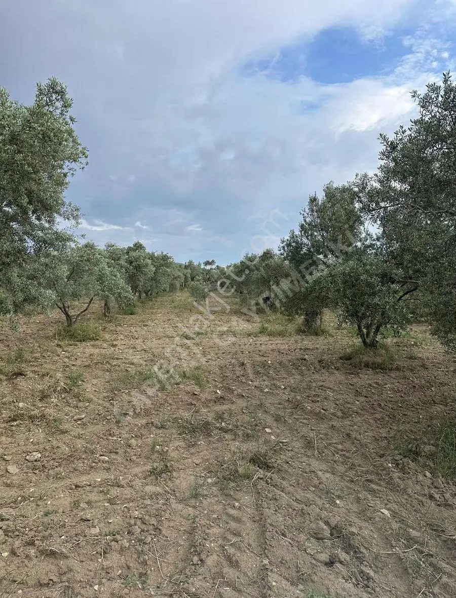 Torbalı Karakuyu'da Asfalta Cehpe Komple Zeytinlik Köy Civarı