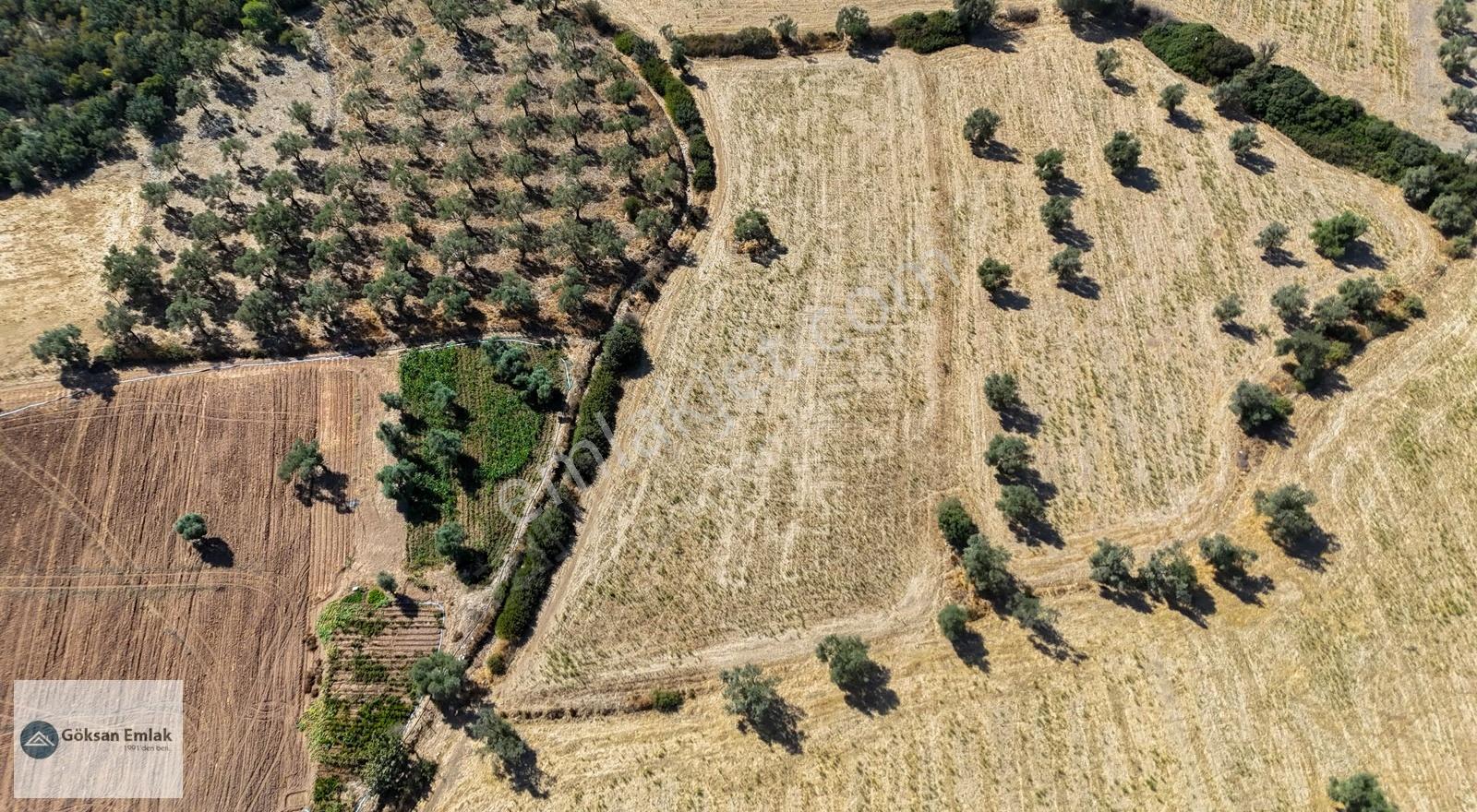 Fırsat!! 6.080 M2 Denize Yakın Yolu Elektrik Olan Zeytinli Tarla - Görsel 5