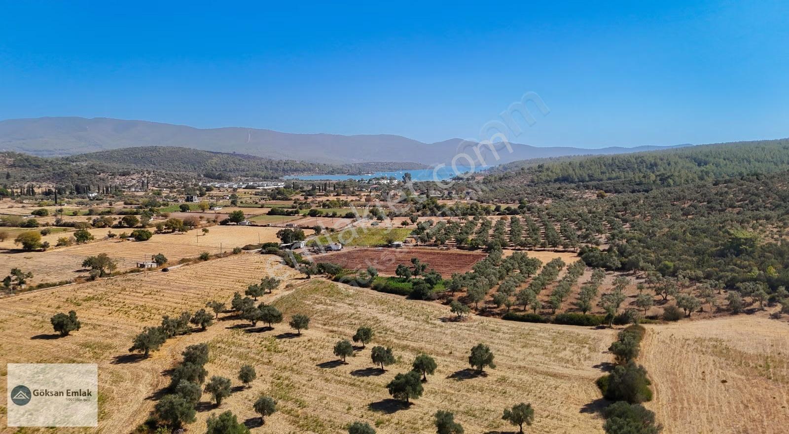 Fırsat!! 6.080 M2 Denize Yakın Yolu Elektrik Olan Zeytinli Tarla - Görsel 4