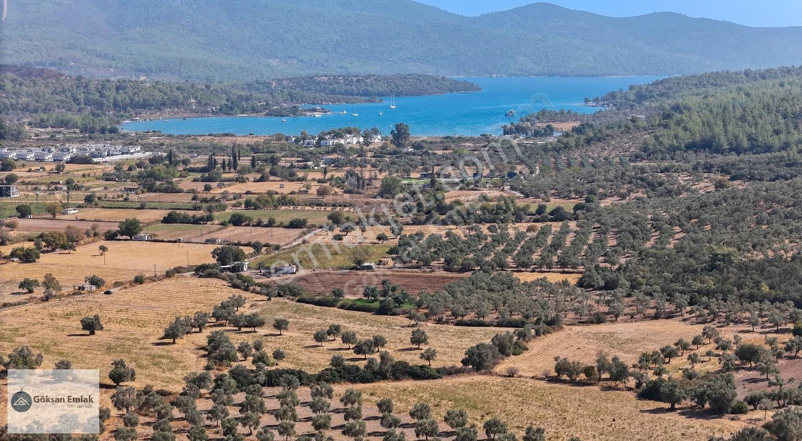 Fırsat!! 6.080 M2 Denize Yakın Yolu Elektrik Olan Zeytinli Tarla - Görsel 7
