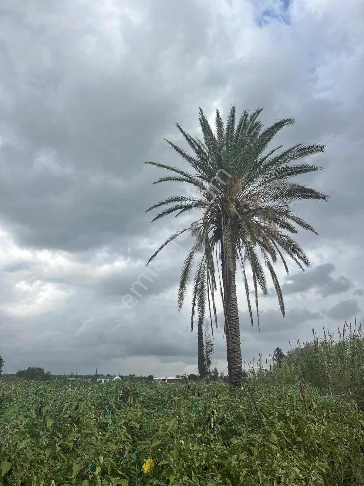 Konyaaltı Aşağıkaramanda 7.400m2 Kiralık Denize 10 Dk Mesafede - Görsel 5