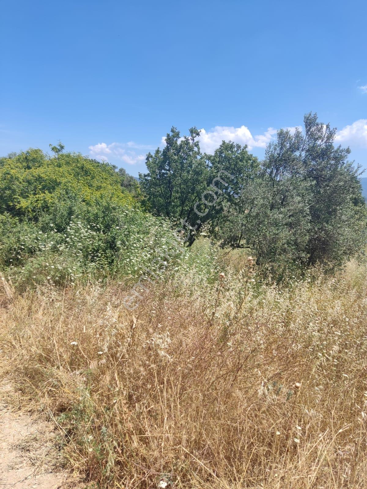 Doğayla İç İçe, Verimli Zeytinlik Fırsatı - Görsel 34