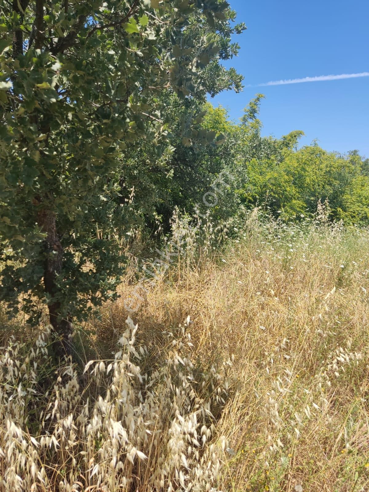 Doğayla İç İçe, Verimli Zeytinlik Fırsatı - Görsel 16