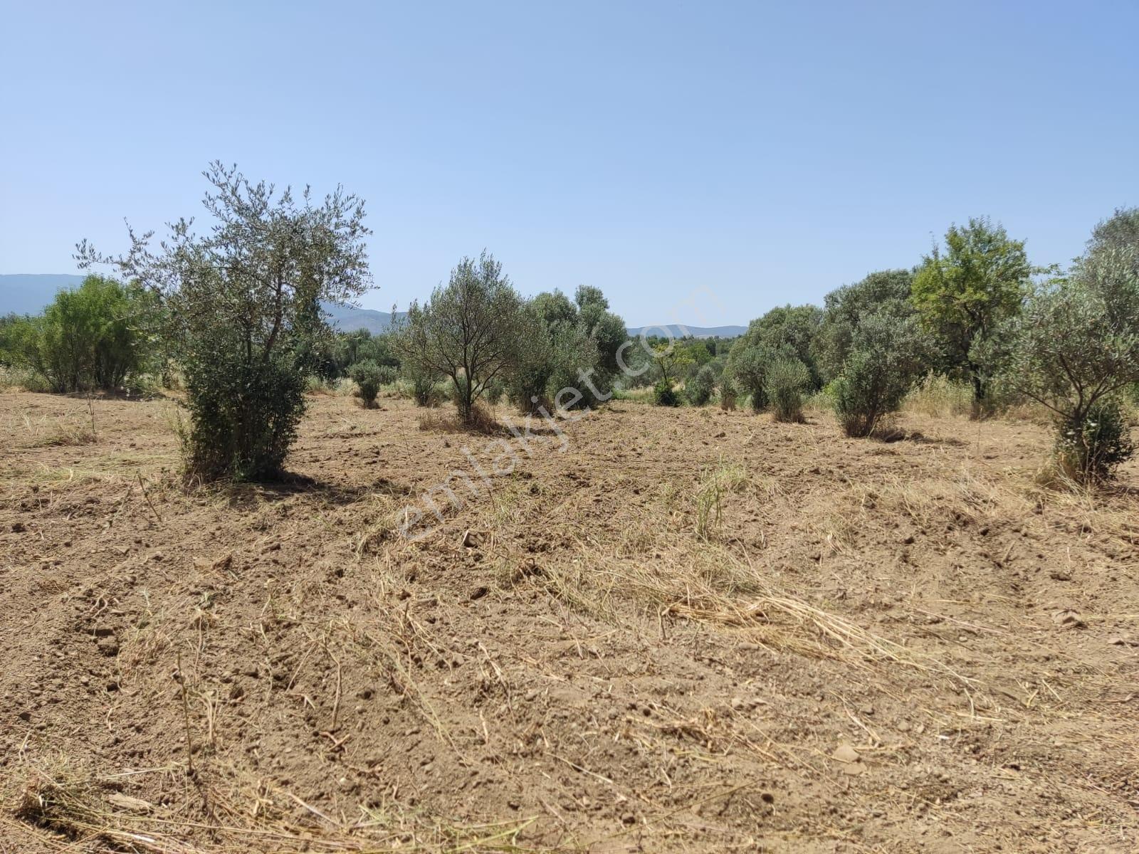 Doğayla İç İçe, Verimli Zeytinlik Fırsatı - Görsel 18