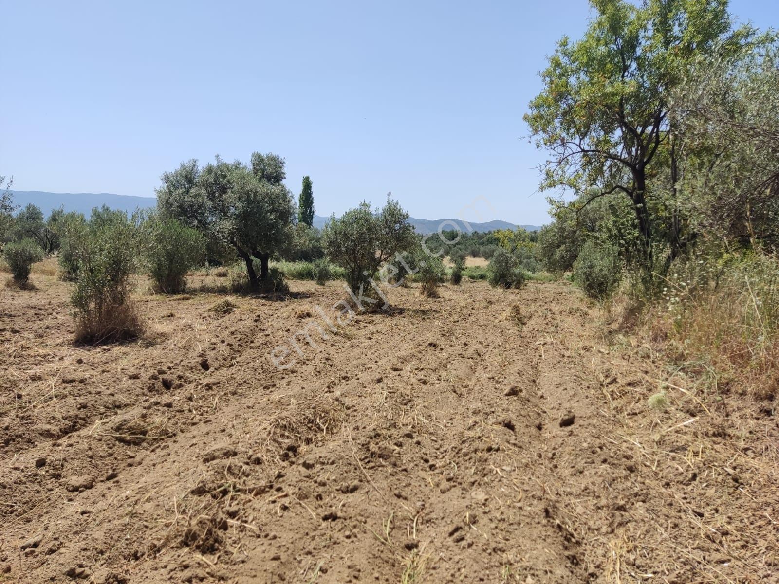 Doğayla İç İçe, Verimli Zeytinlik Fırsatı - Görsel 24