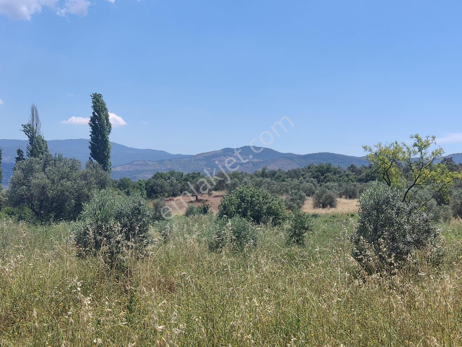 Doğayla İç İçe, Verimli Zeytinlik Fırsatı - Görsel 33