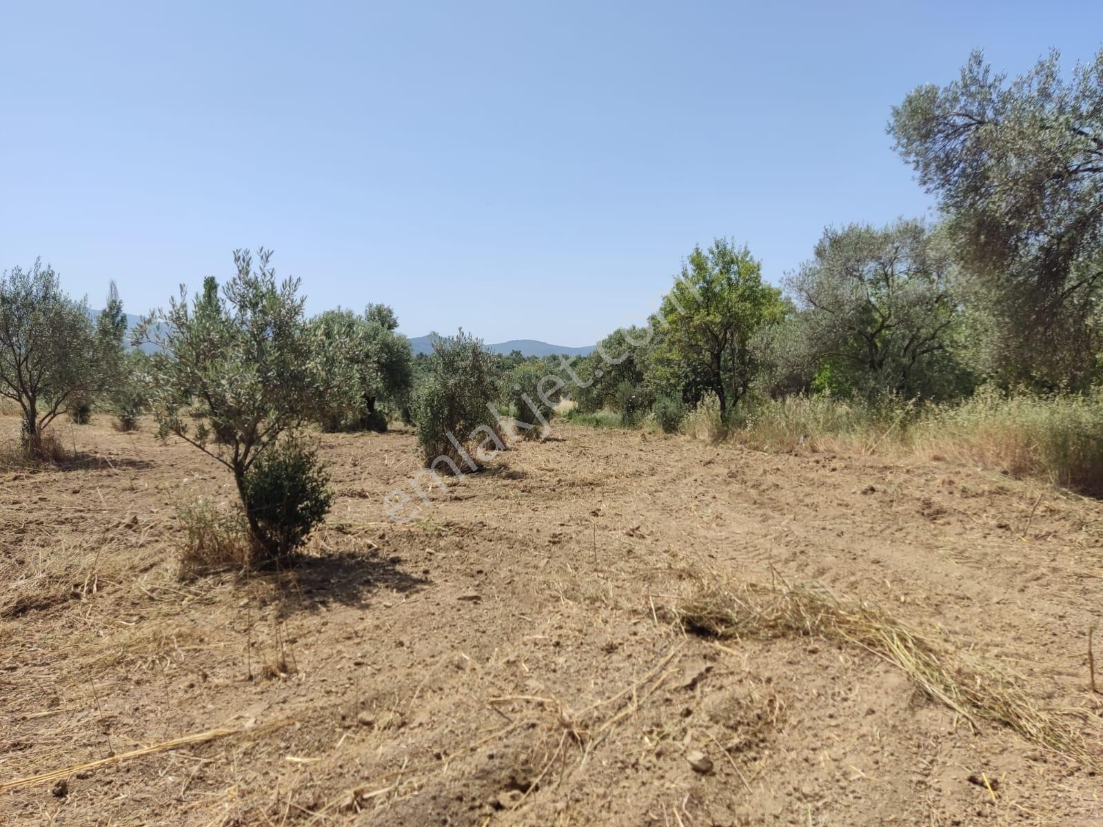 Doğayla İç İçe, Verimli Zeytinlik Fırsatı - Görsel 31
