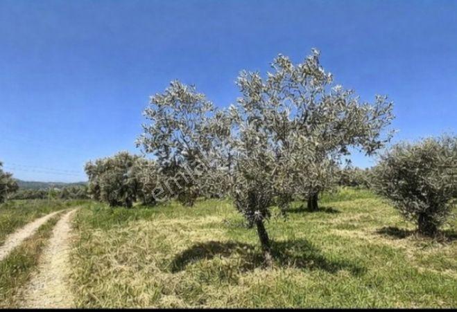 Yatağan'da Arsa - Yol Su Elk. Mevcut 250 Zeytin Ve Meyve Ağacı.. - Görsel 2