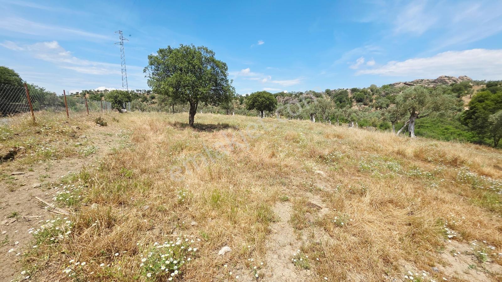 Doğa İçinde Yaşam Ve Yatırım Fırsatı | 4.248 M² İmarlı Zeytinlik - Görsel 24