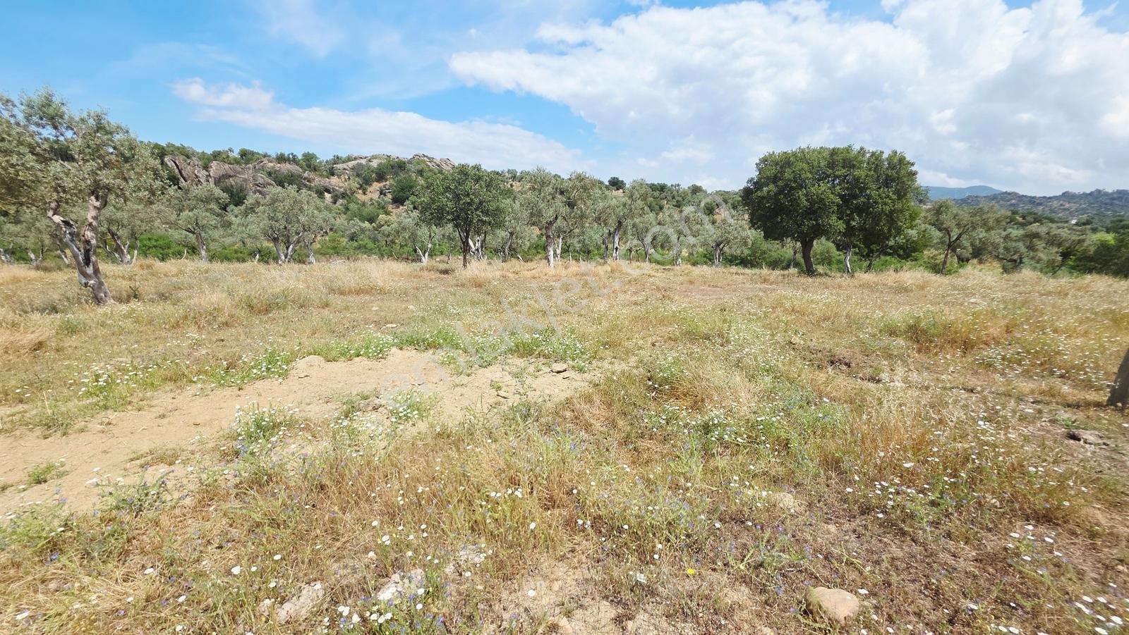 Doğa İçinde Yaşam Ve Yatırım Fırsatı | 4.248 M² İmarlı Zeytinlik - Görsel 18