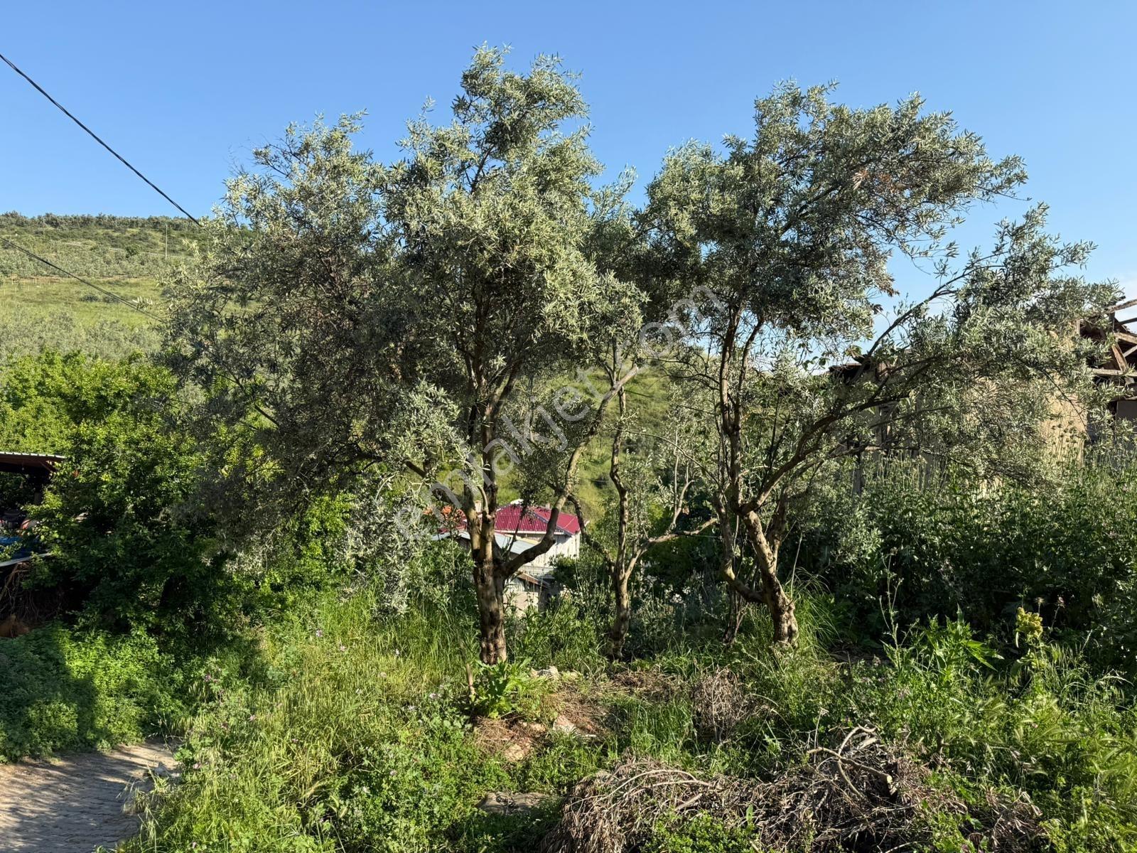 İznik Ömerli'de Göl Gören 333 M2 İmarlı Arsa Ve Metruk Ev - Görsel 27