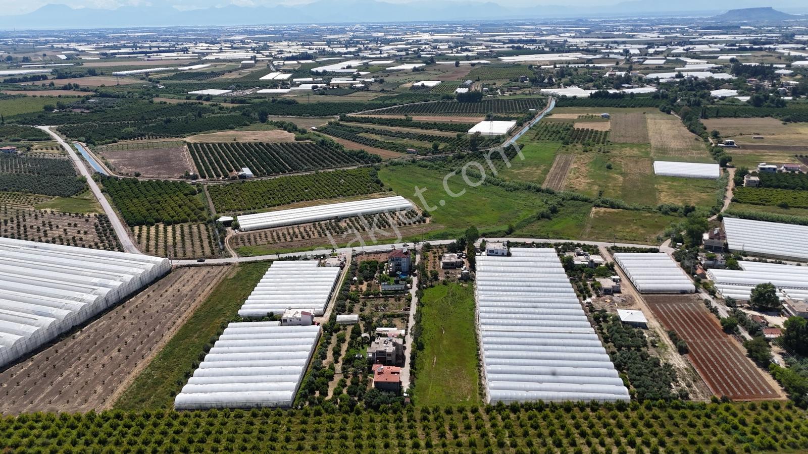 Antalya Serik Üründü Mahallesinde 5139 M2 Hisseli Tarla - Görsel 3