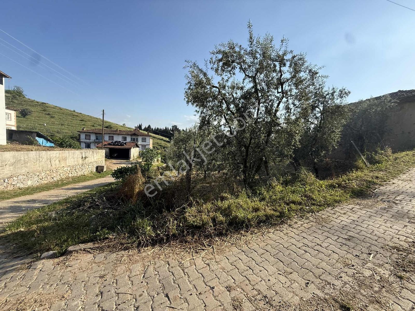 Ömerli'de İçinde Ahır Veytin Ağaçları Olan 500 M2 İmarlı Arsa - Görsel 18