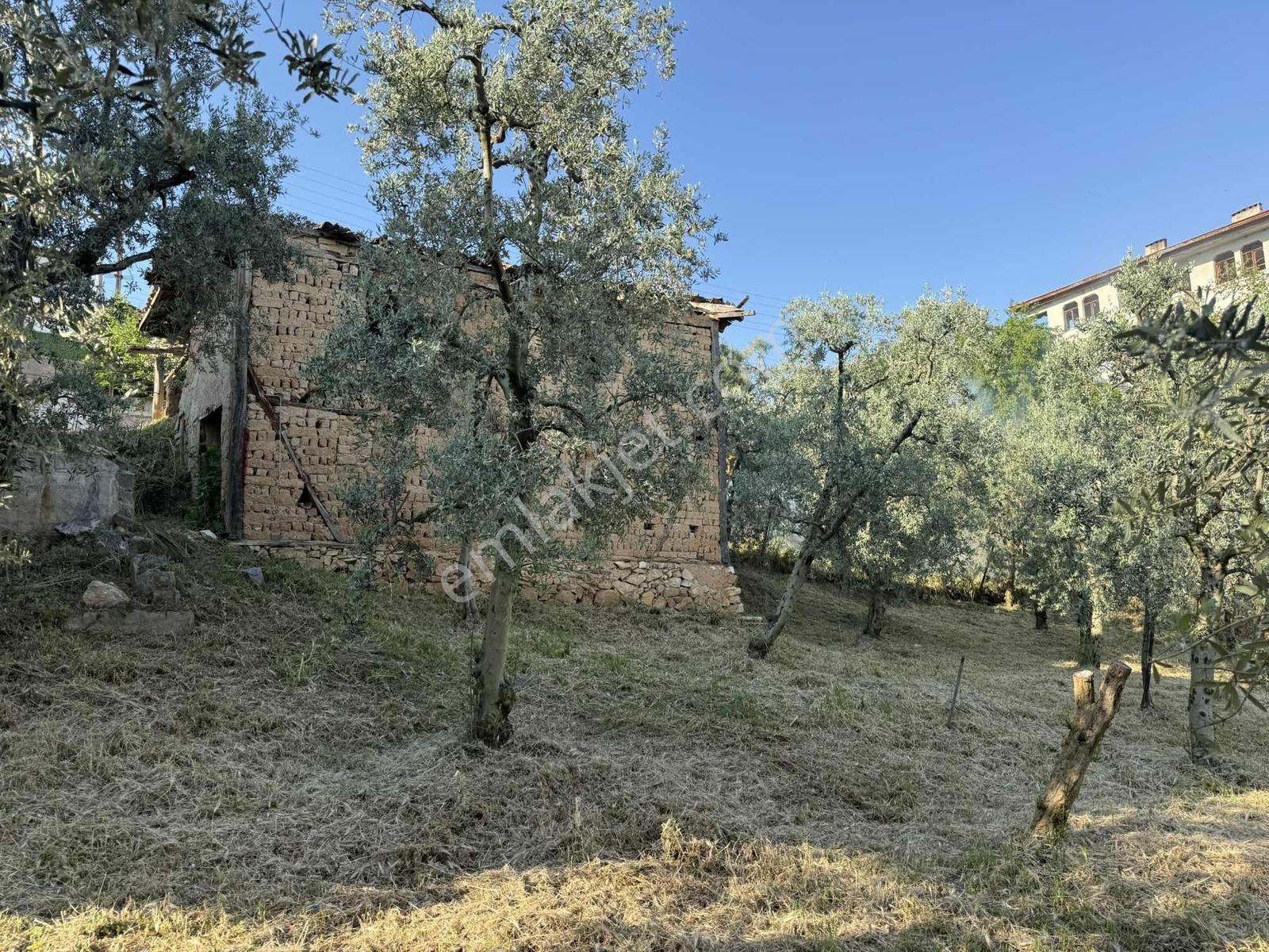 Ömerli'de İçinde Ahır Veytin Ağaçları Olan 500 M2 İmarlı Arsa - Görsel 8