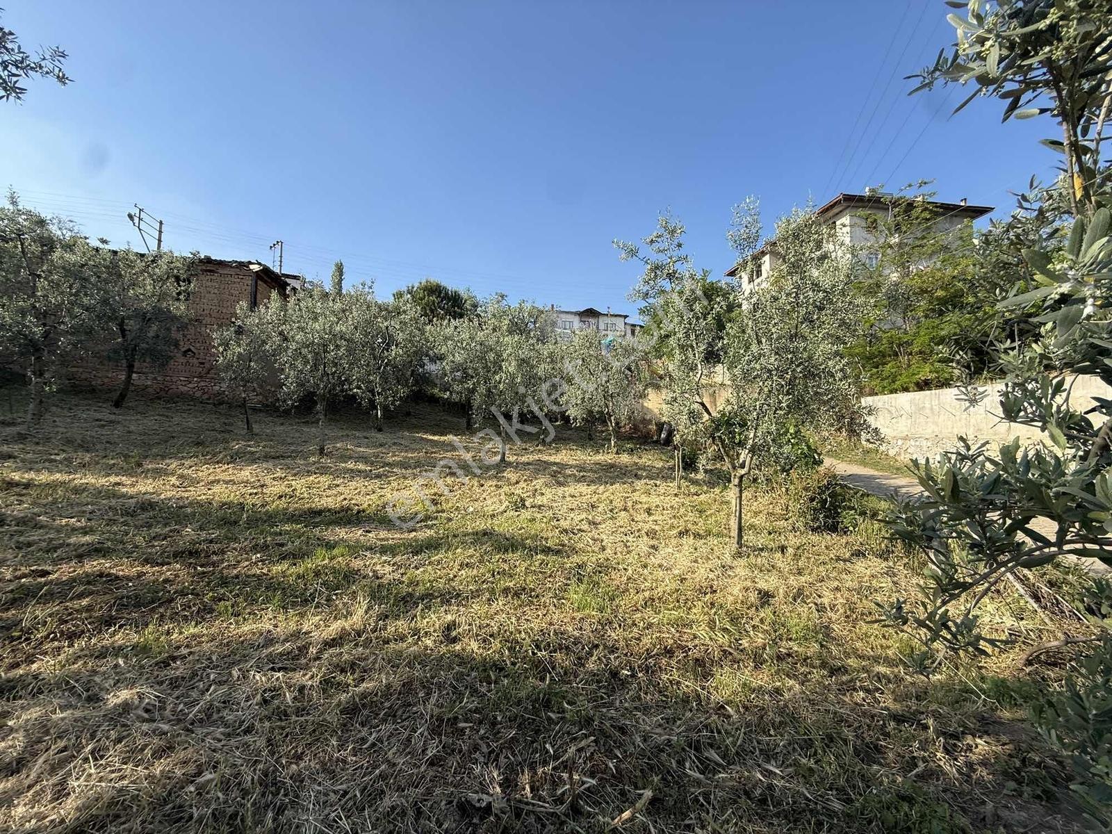 Ömerli'de İçinde Ahır Veytin Ağaçları Olan 500 M2 İmarlı Arsa - Görsel 27
