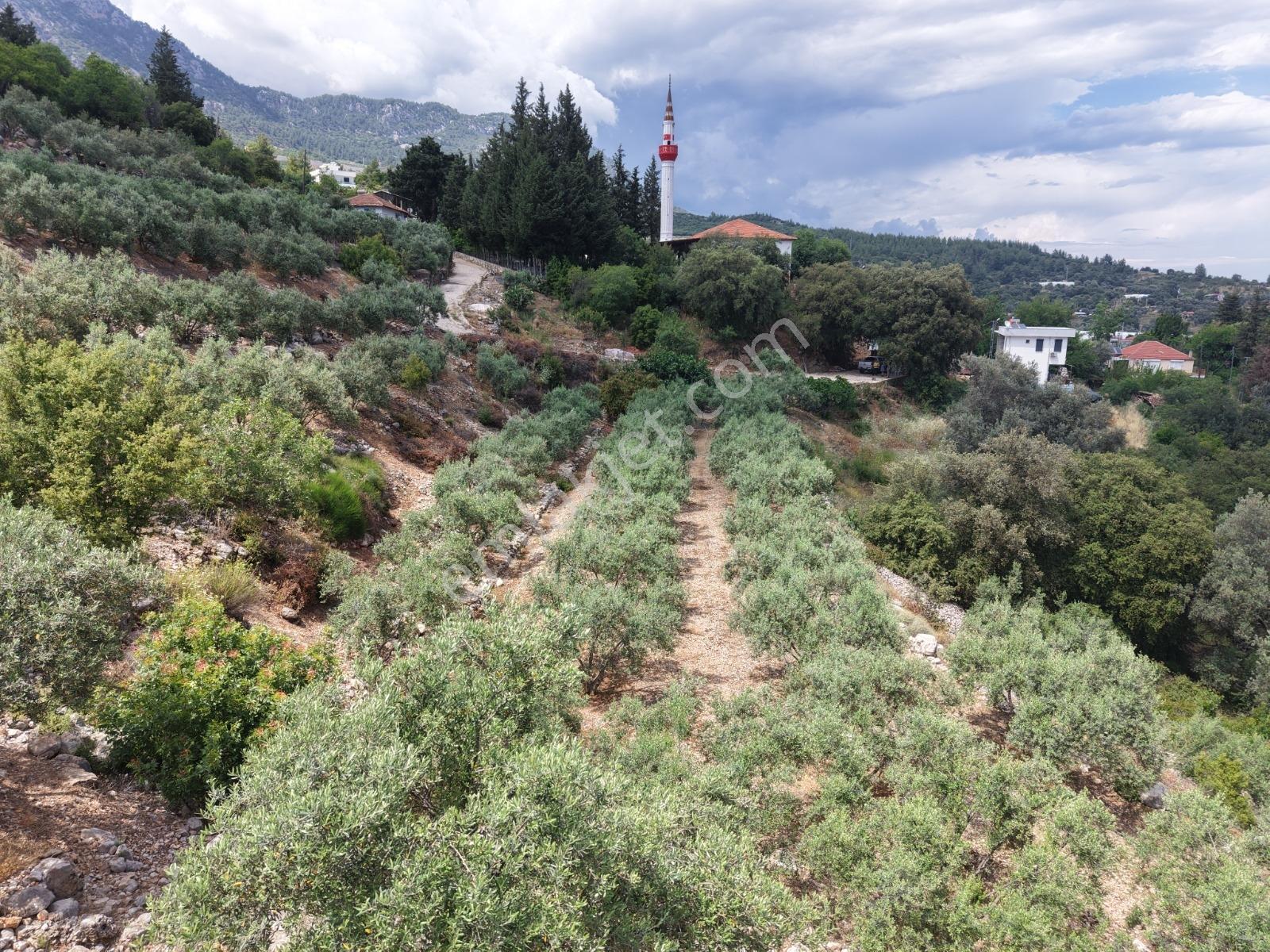Bmk'dan Kumluca Olympos Yazır'da Köyiçi İmarlı 7 Dönüm Tarla - Görsel 12