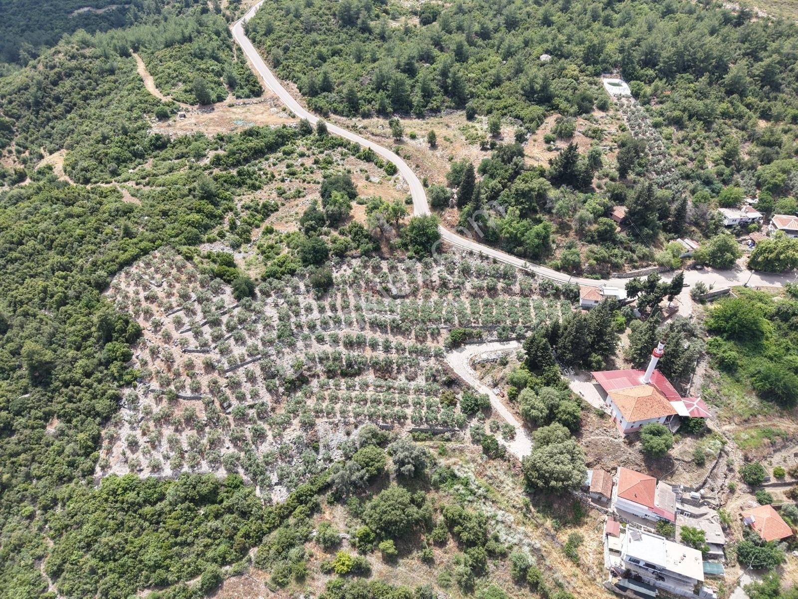 Bmk'dan Kumluca Olympos Yazır'da Köyiçi İmarlı 7 Dönüm Tarla - Görsel 30