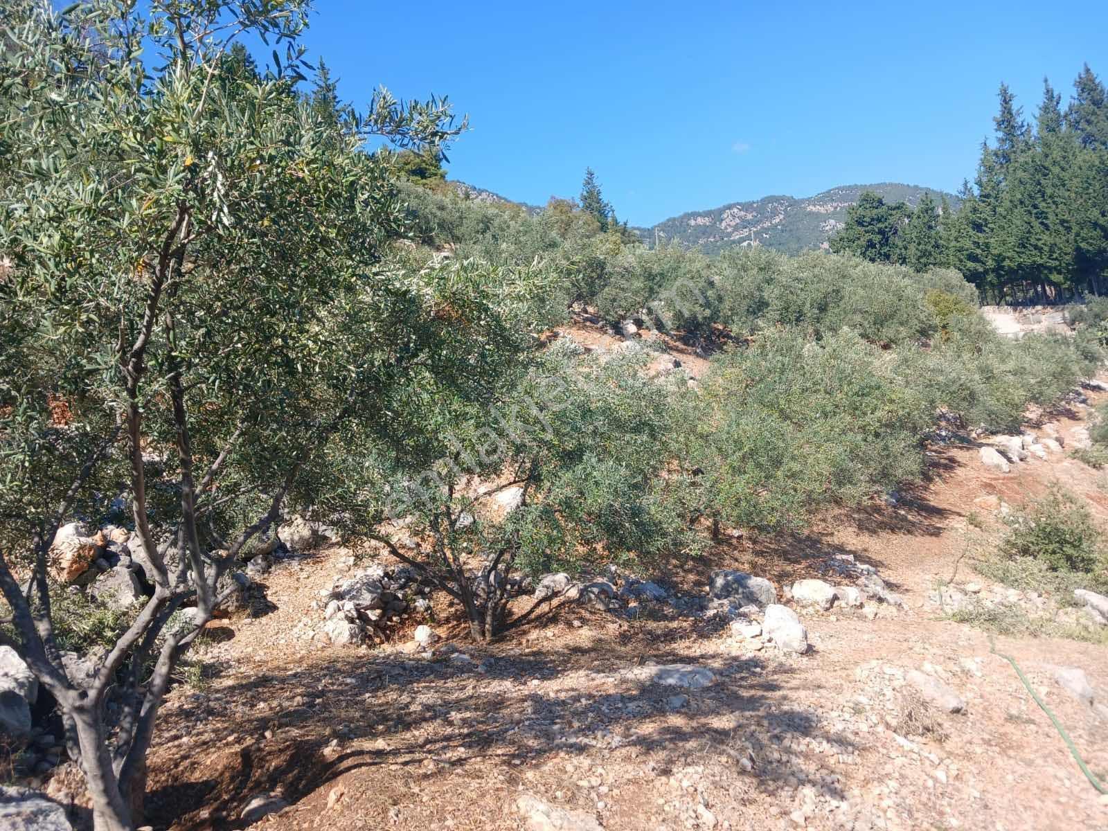 Bmk'dan Kumluca Olympos Yazır'da Köyiçi İmarlı 7 Dönüm Tarla - Görsel 22