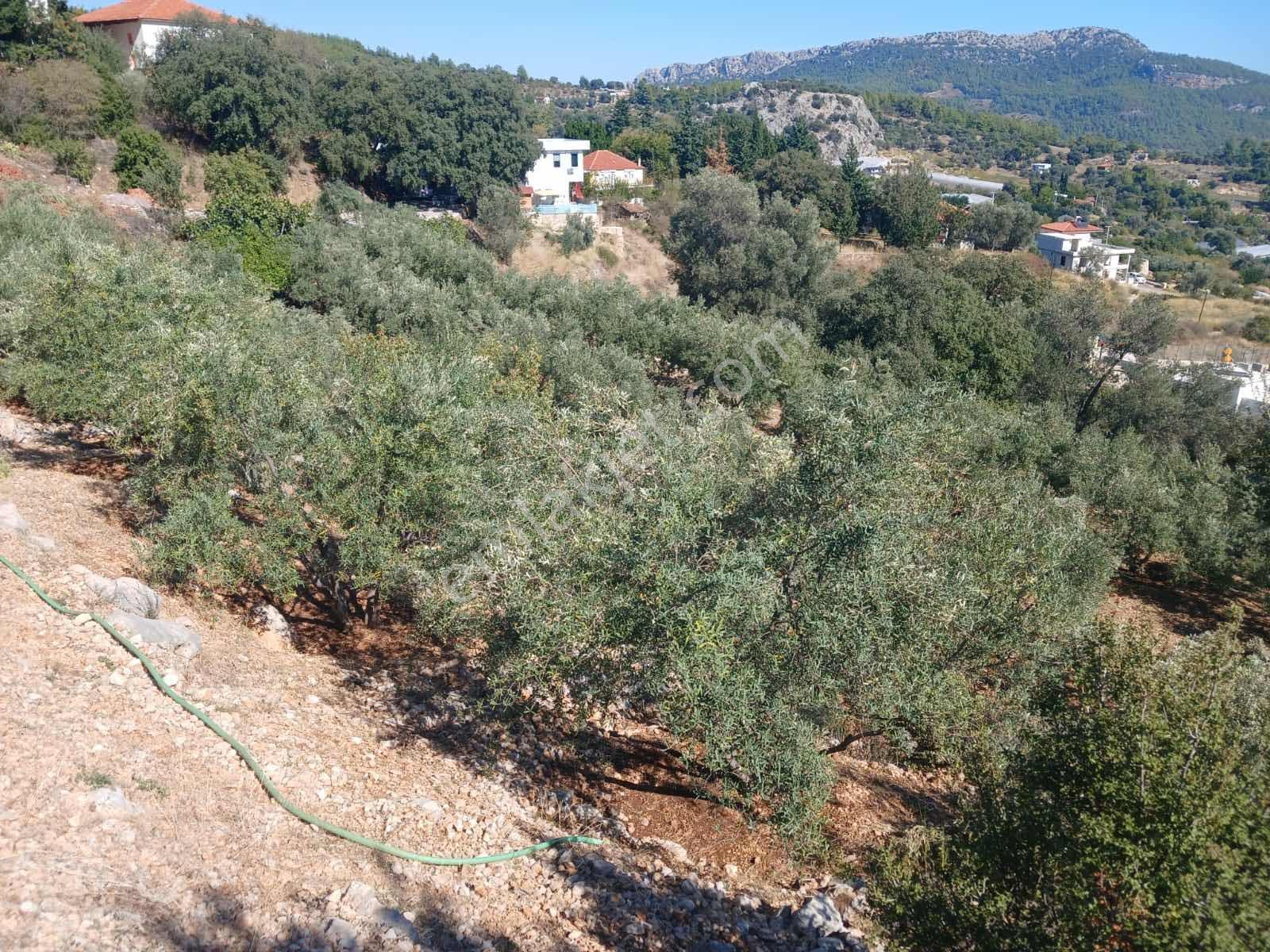 Bmk'dan Kumluca Olympos Yazır'da Köyiçi İmarlı 7 Dönüm Tarla - Görsel 23