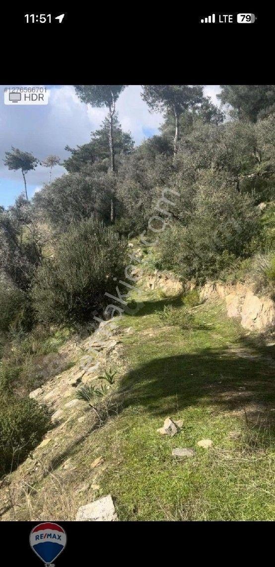 Milas Kızılcayıkık’ta Yol Cepheli 5.221 M² Manzaralı Zeytinlik - Görsel 2
