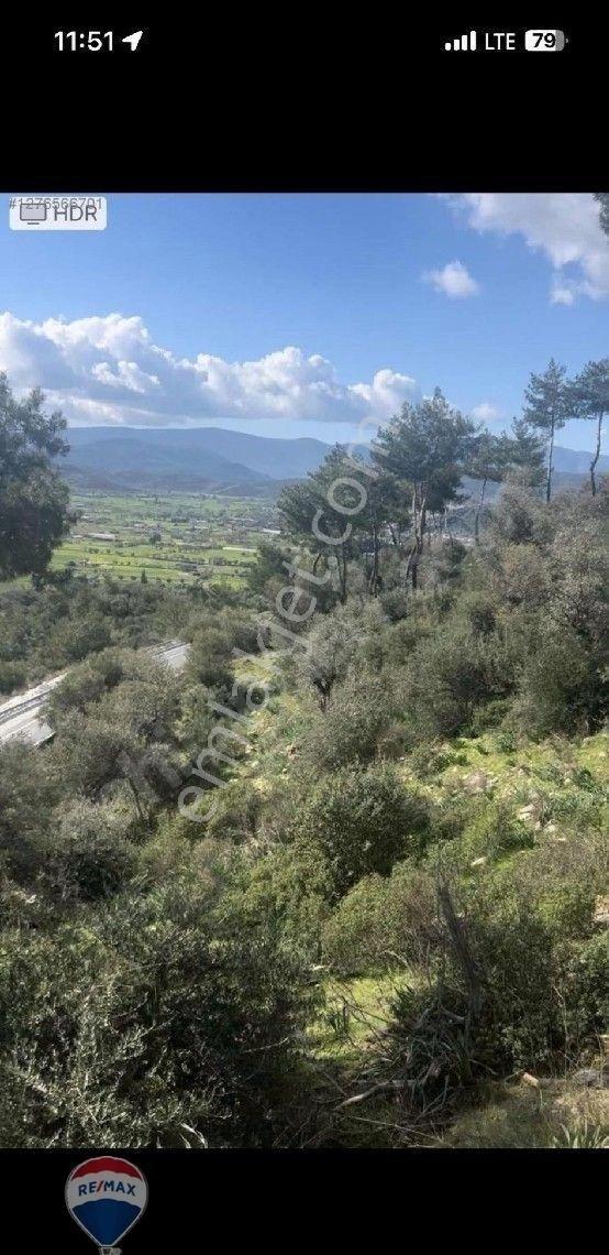 Milas Kızılcayıkık’ta Yol Cepheli 5.221 M² Manzaralı Zeytinlik - Görsel 3