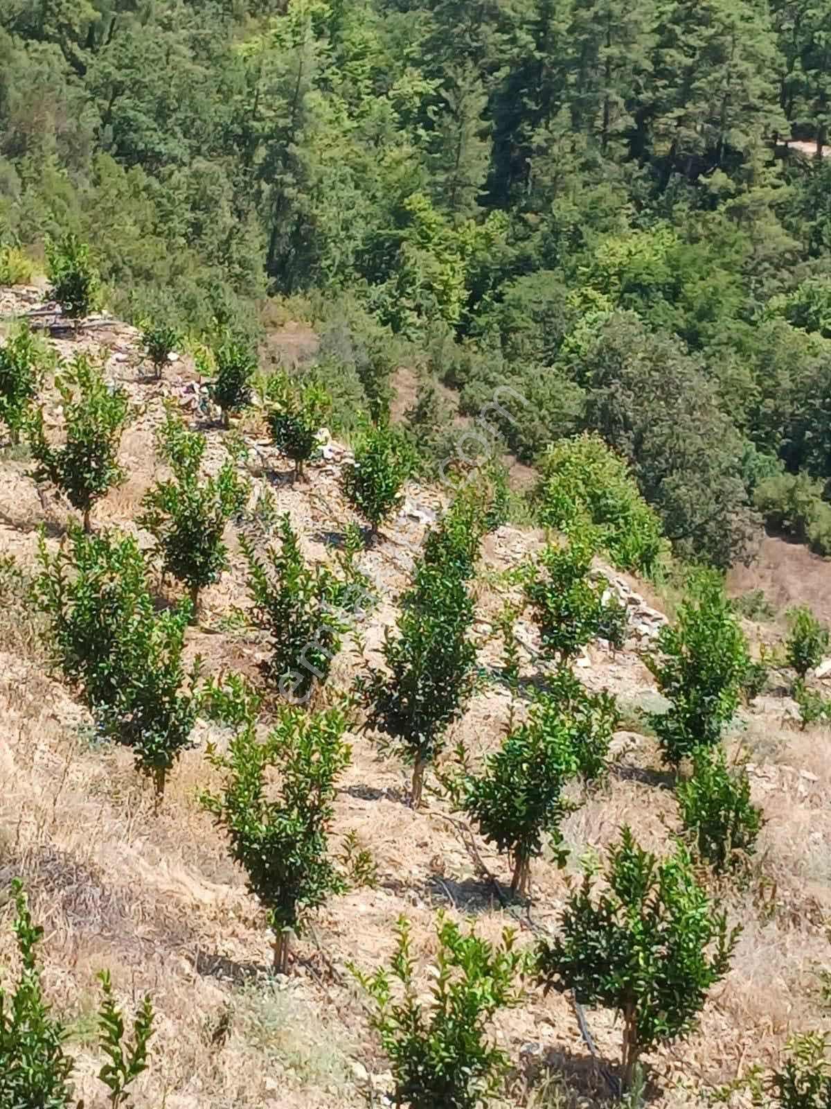 Gümüşgöze Satılık Arsa - Görsel 19