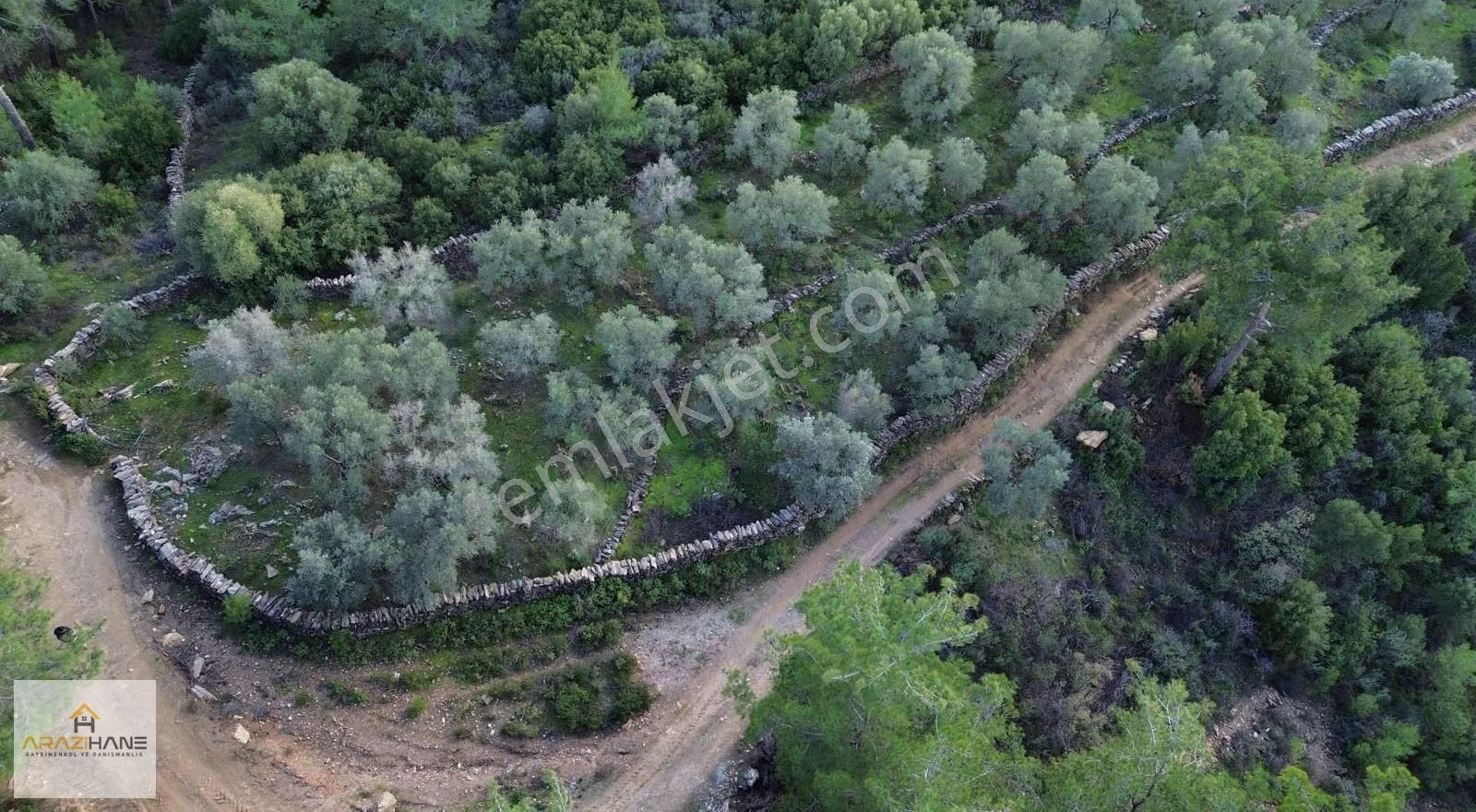 Göldere Satılık Konteyner'li Zeytinlik - Görsel 17