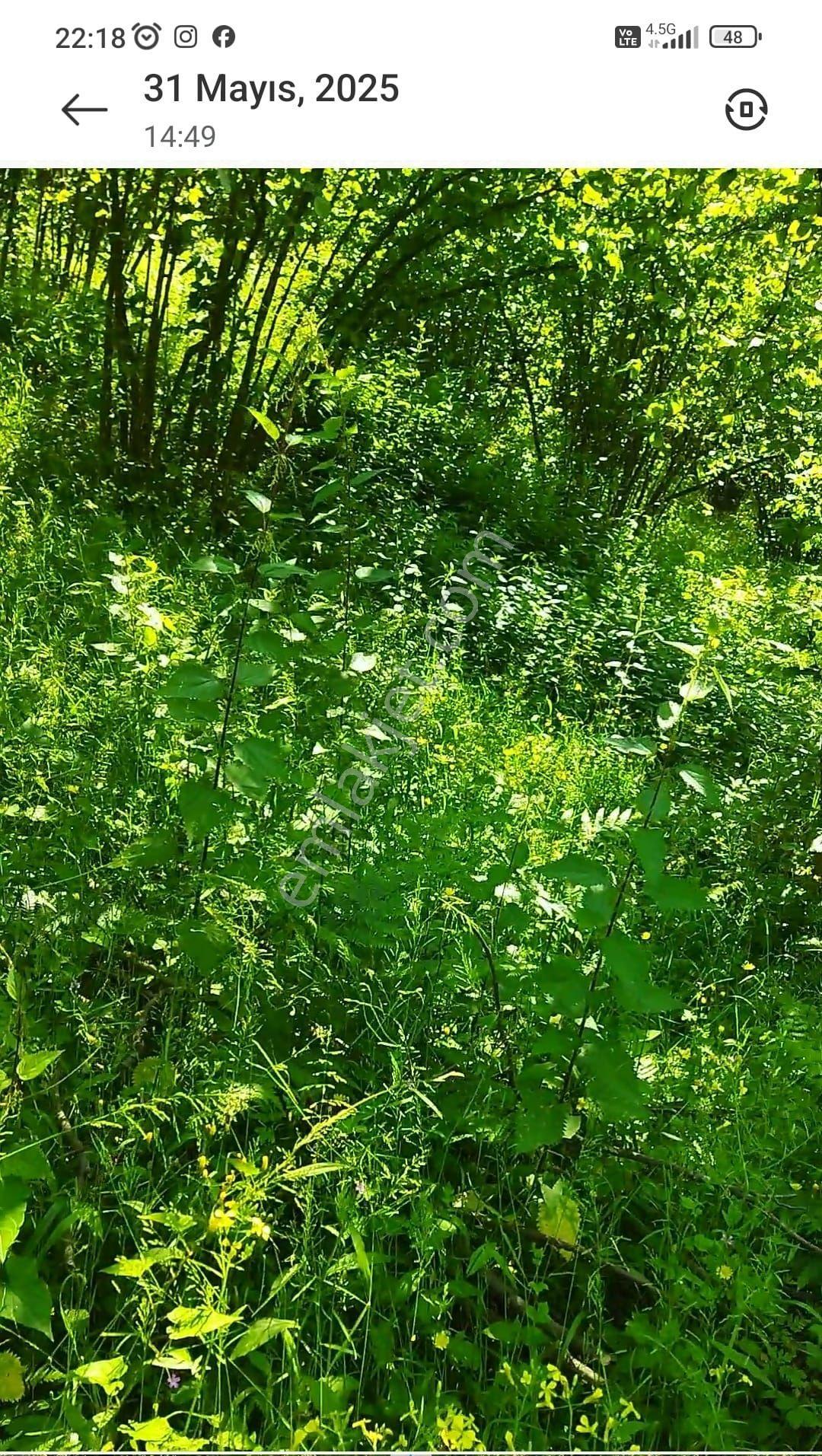 Samsun Koybuçağı Yenımah De Satilik Ucuz Yarısı Fındıklık Yarısı Bis Arazı - Görsel 3