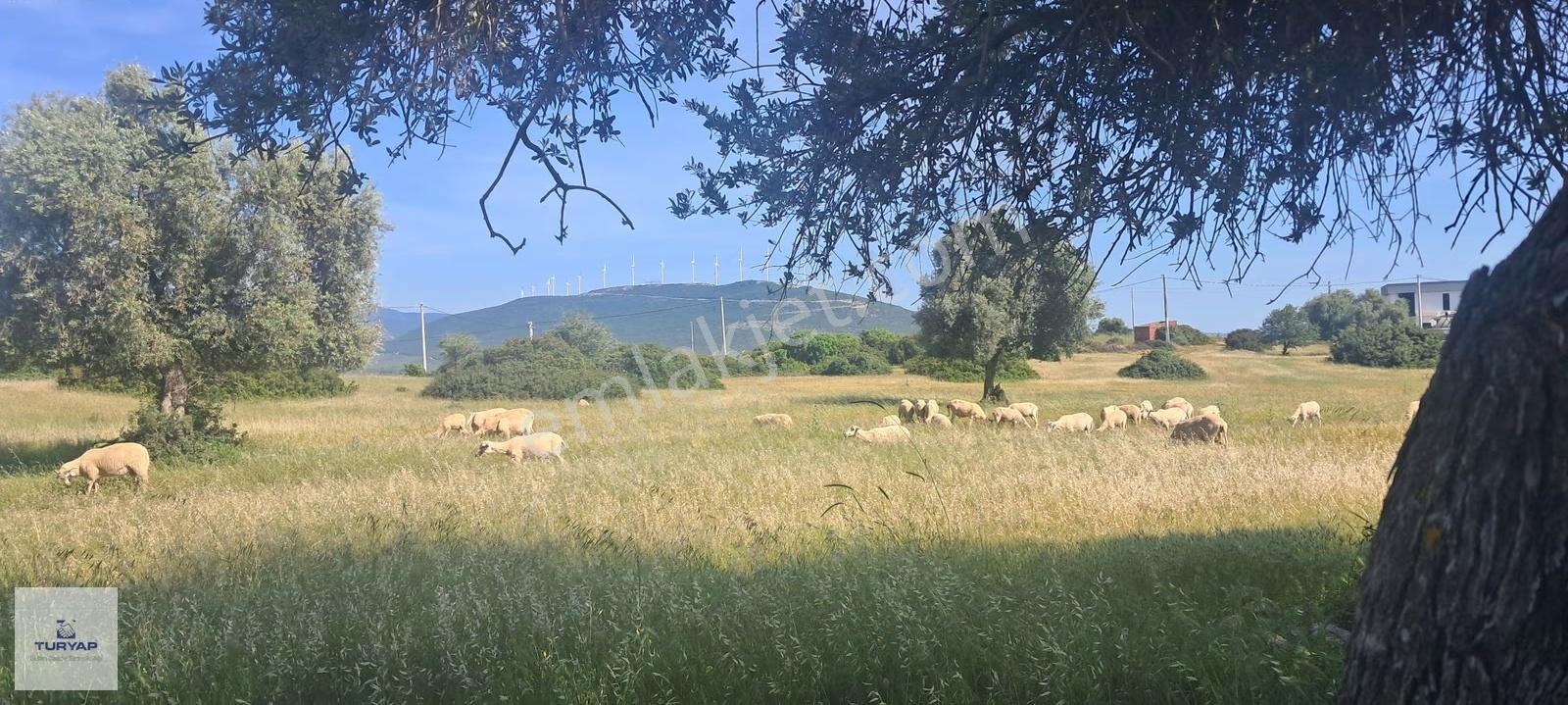 Bodrum Yoluna Komşu Yeri Düz Villa Arsası - Görsel 12