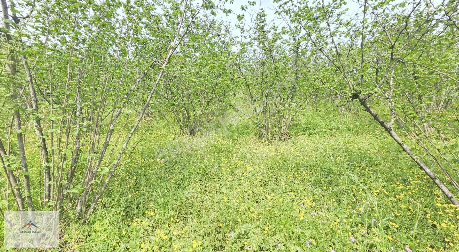 Kaymak Emlaktan Satılık Ana Yol Üzeri Manzaralı Fındık Bahcesi - Görsel 2