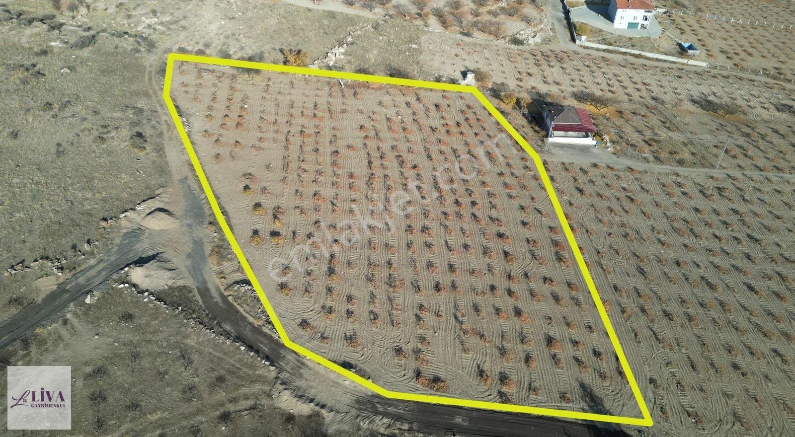 Liva'dan İncesu Hamurcu'da 7791 M² Harika Konumda Bağ - Görsel 17