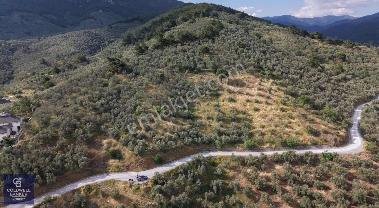 Mehmetalan Köyü'nde İmara Çok Yakın Deniz Manzaralı Zeytinlik - Görsel 2
