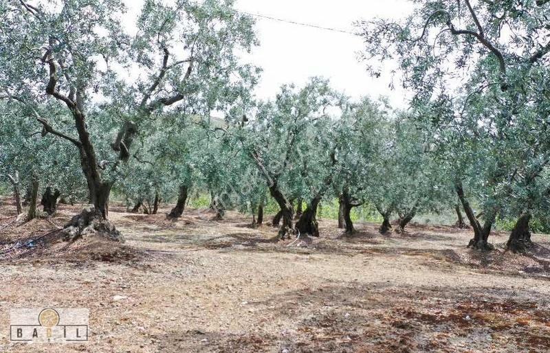 Apostol Mevkiinde Deniz Manzaralı Villalık Zeytinlik - Görsel 11