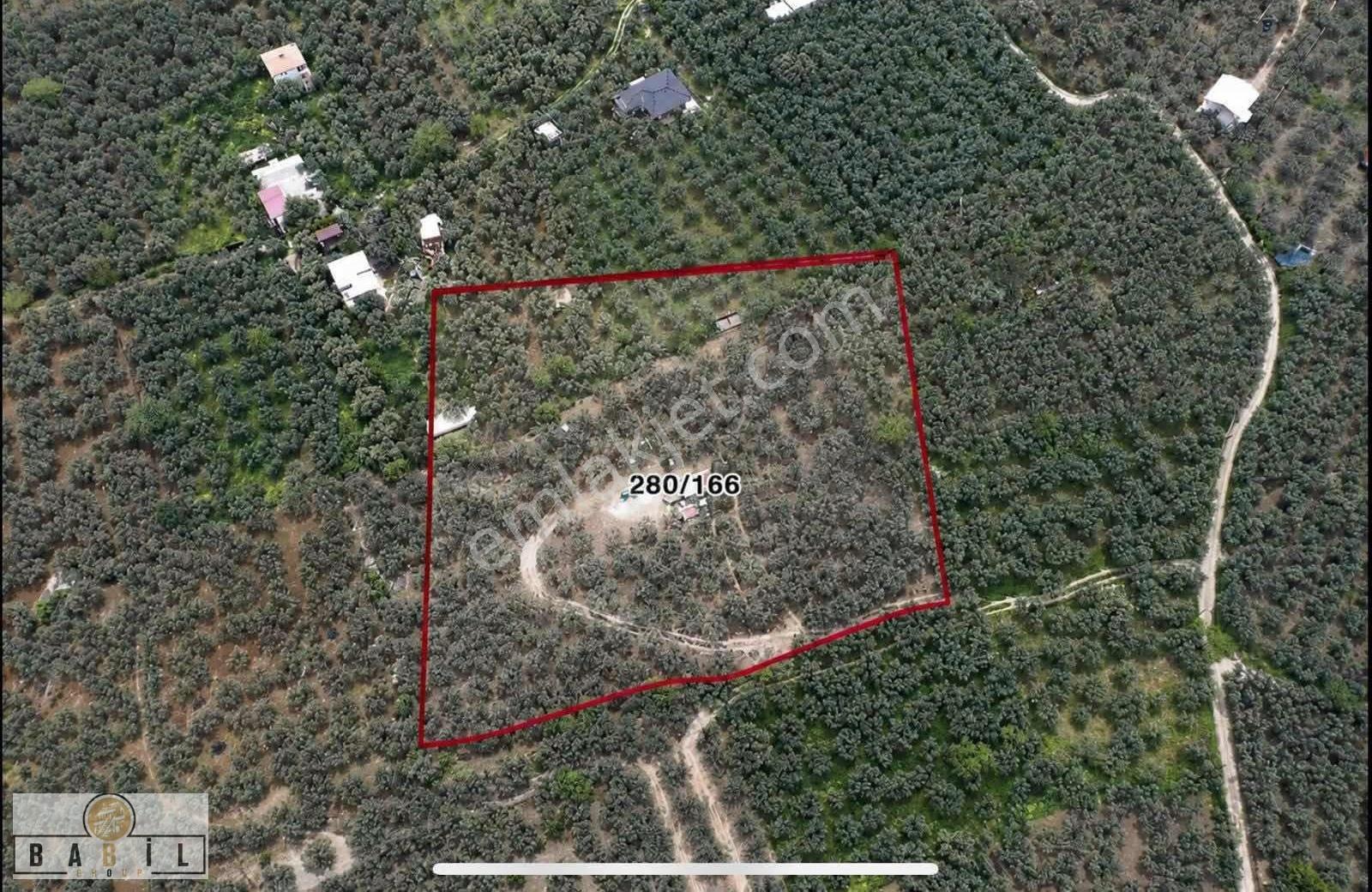 Apostol Mevkiinde Deniz Manzaralı Villalık Zeytinlik