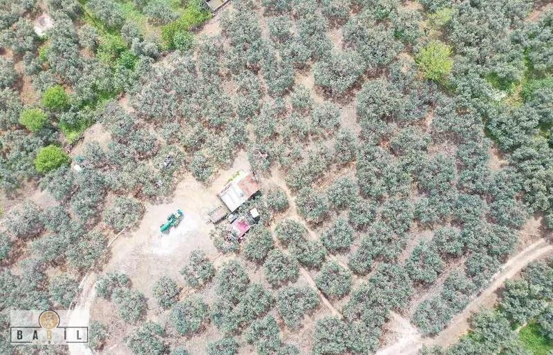 Apostol Mevkiinde Deniz Manzaralı Villalık Zeytinlik - Görsel 8