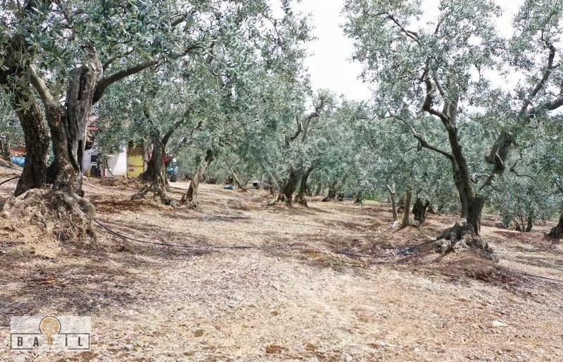 Apostol Mevkiinde Deniz Manzaralı Villalık Zeytinlik - Görsel 4