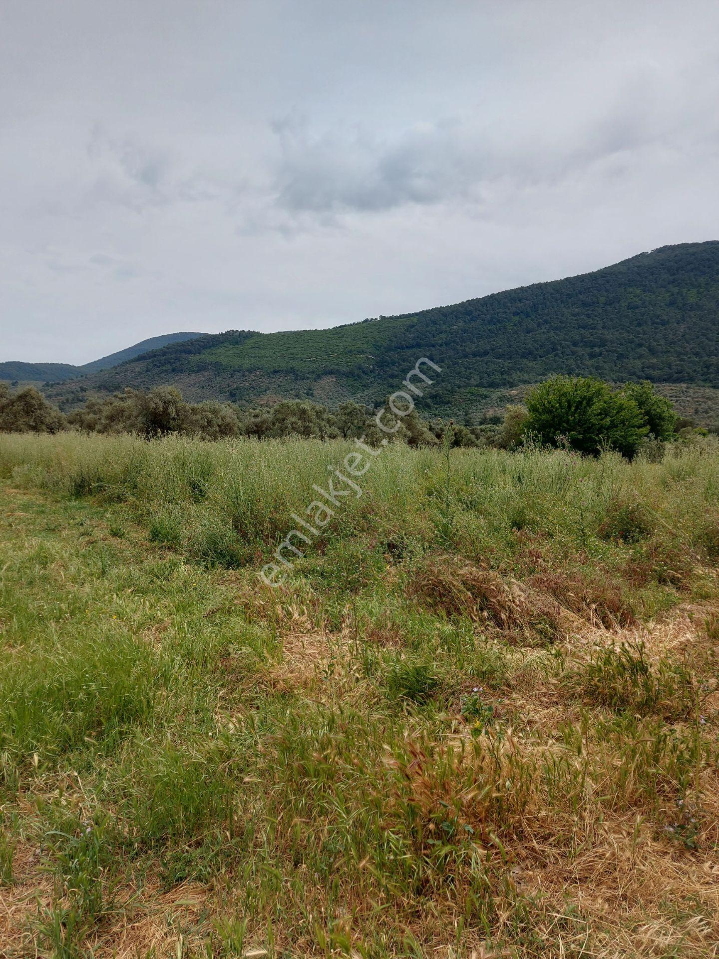 Milasda Bodrum Yoluna İkinci Parselde 3250 M2 Satılık Tarla - Görsel 2