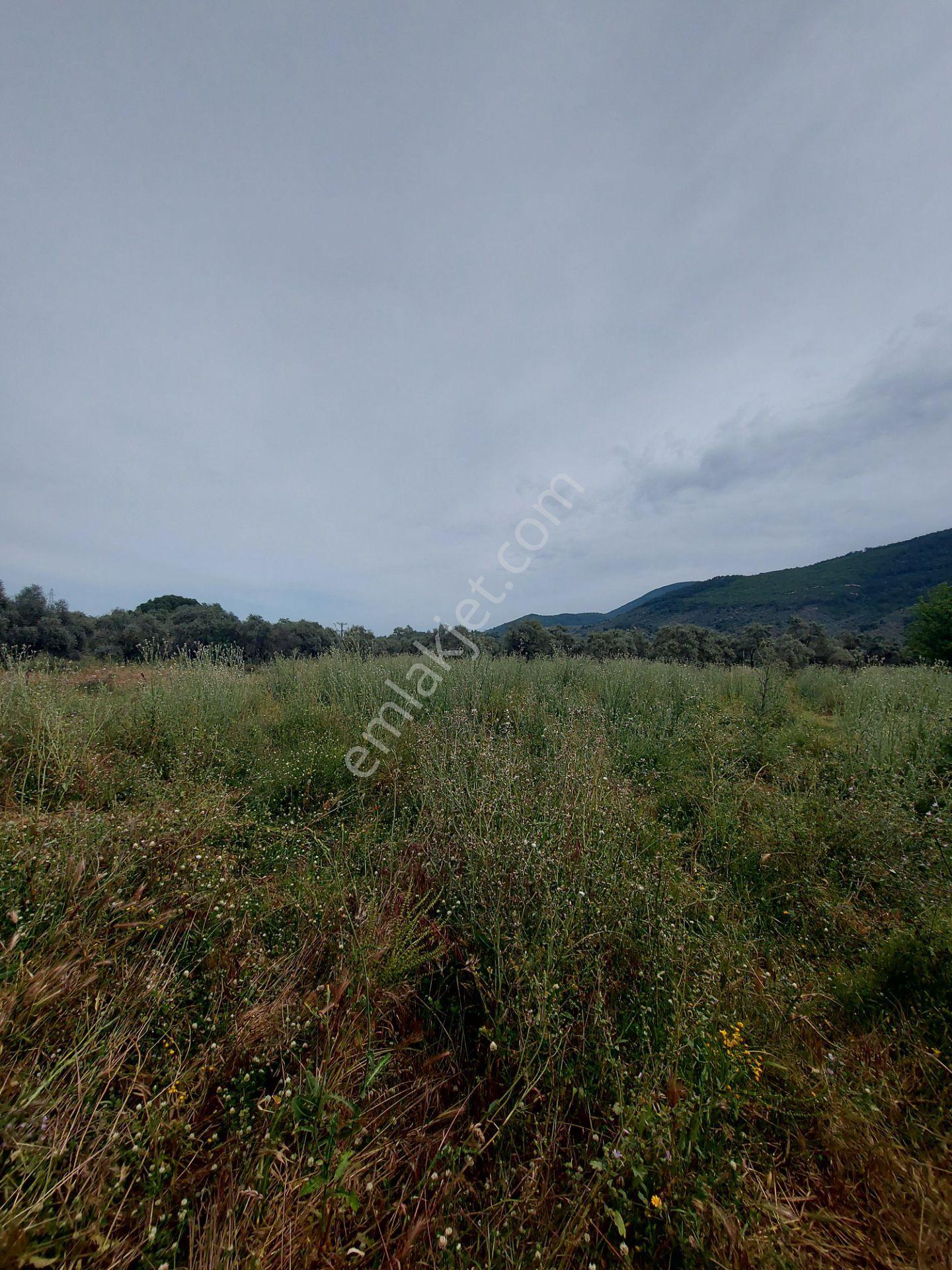 Milasda Bodrum Yoluna İkinci Parselde 3250 M2 Satılık Tarla - Görsel 12