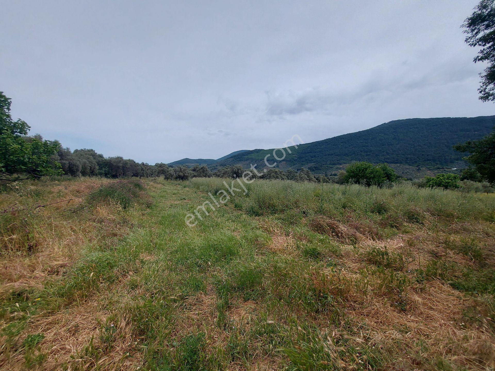 Milasda Bodrum Yoluna İkinci Parselde 3250 M2 Satılık Tarla - Görsel 6
