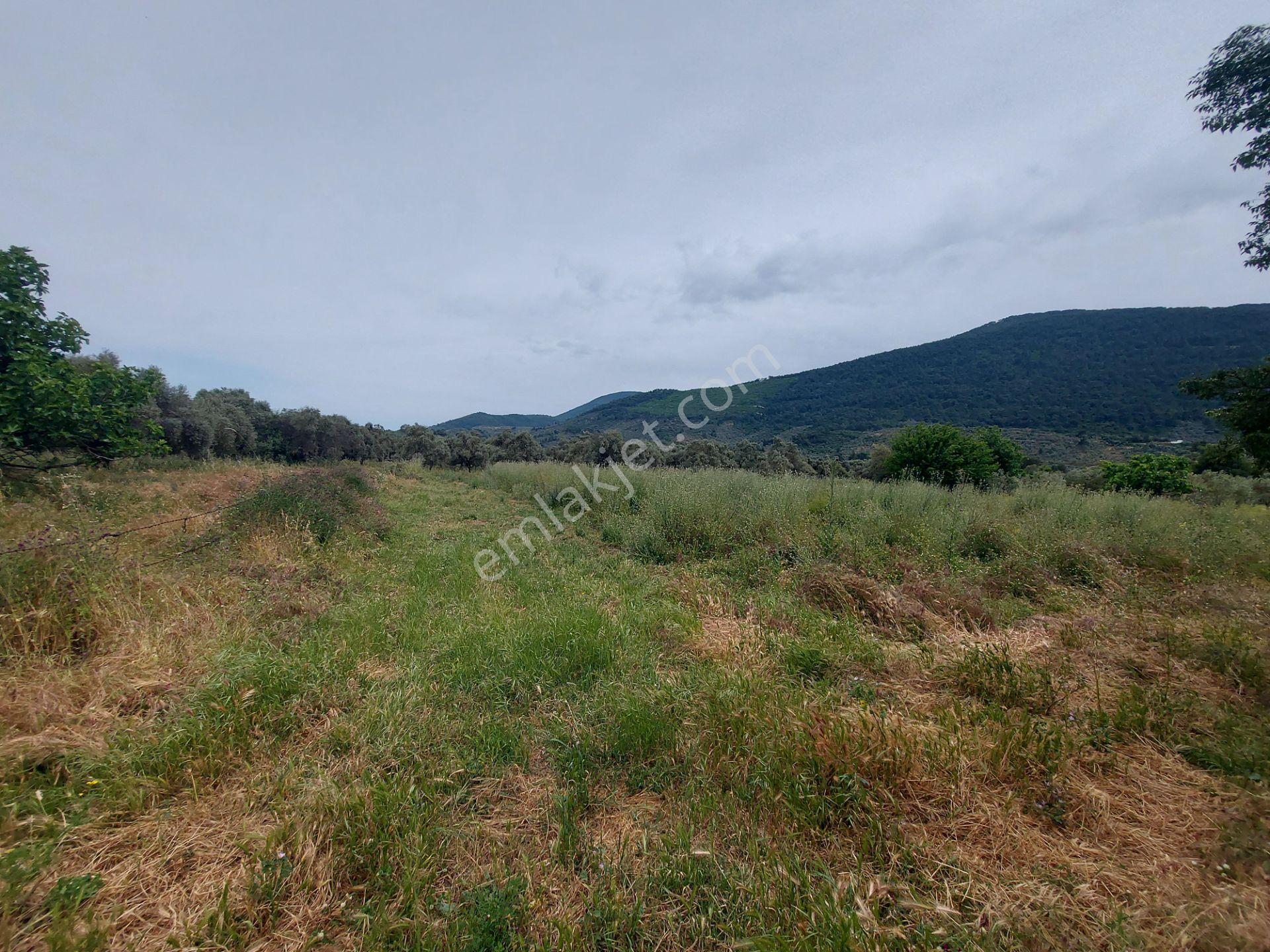 Milasda Bodrum Yoluna İkinci Parselde 3250 M2 Satılık Tarla - Görsel 9