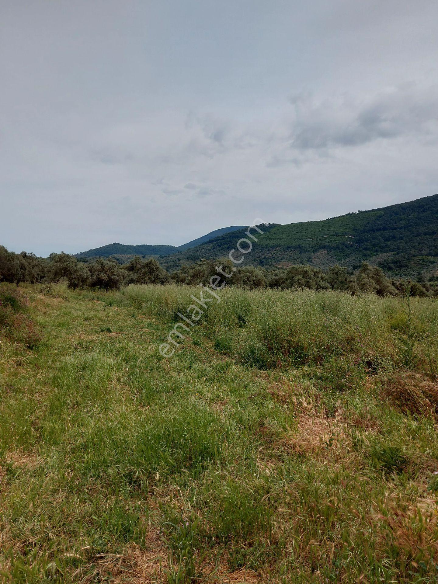 Milasda Bodrum Yoluna İkinci Parselde 3250 M2 Satılık Tarla - Görsel 4