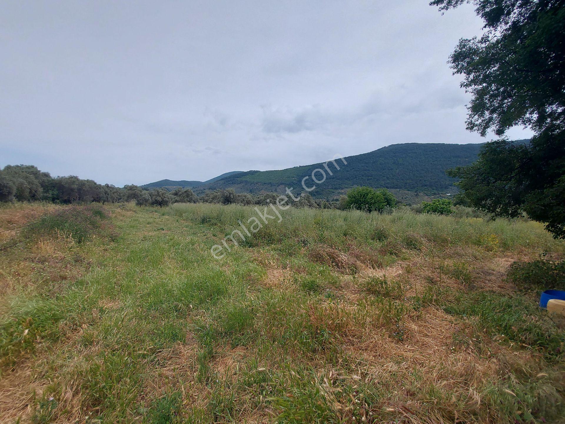 Milasda Bodrum Yoluna İkinci Parselde 3250 M2 Satılık Tarla - Görsel 7