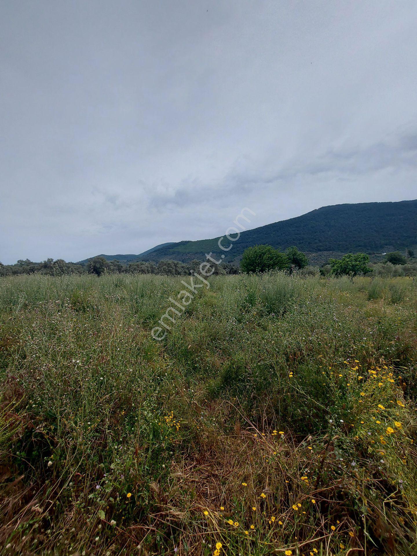 Milasda Bodrum Yoluna İkinci Parselde 3250 M2 Satılık Tarla - Görsel 14