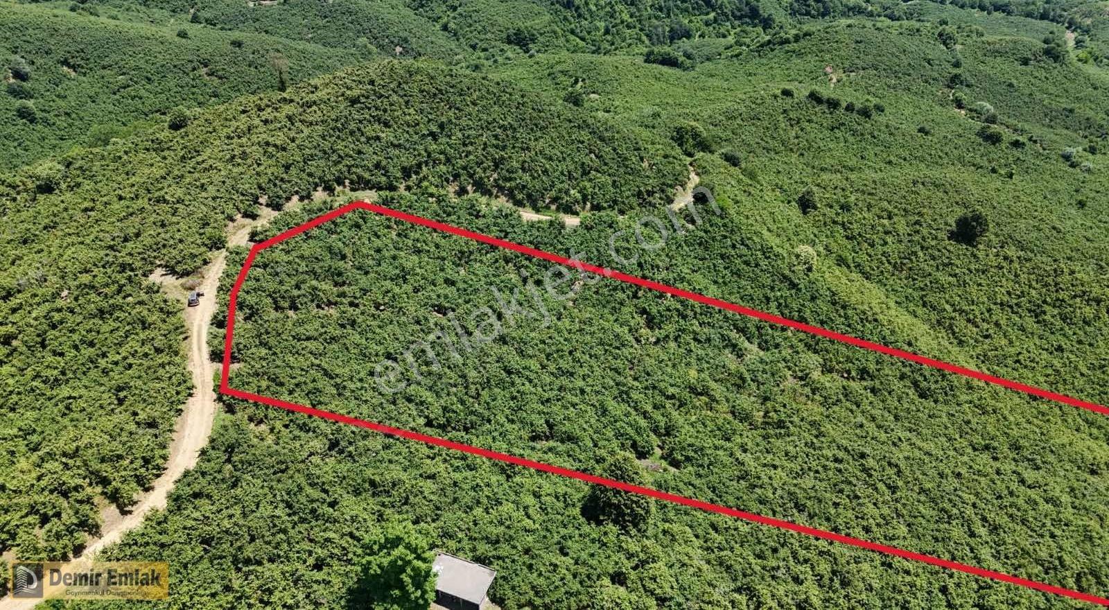 2 Ton Mahsül Garantili Karapelit Mah Fındıklık - Görsel 3