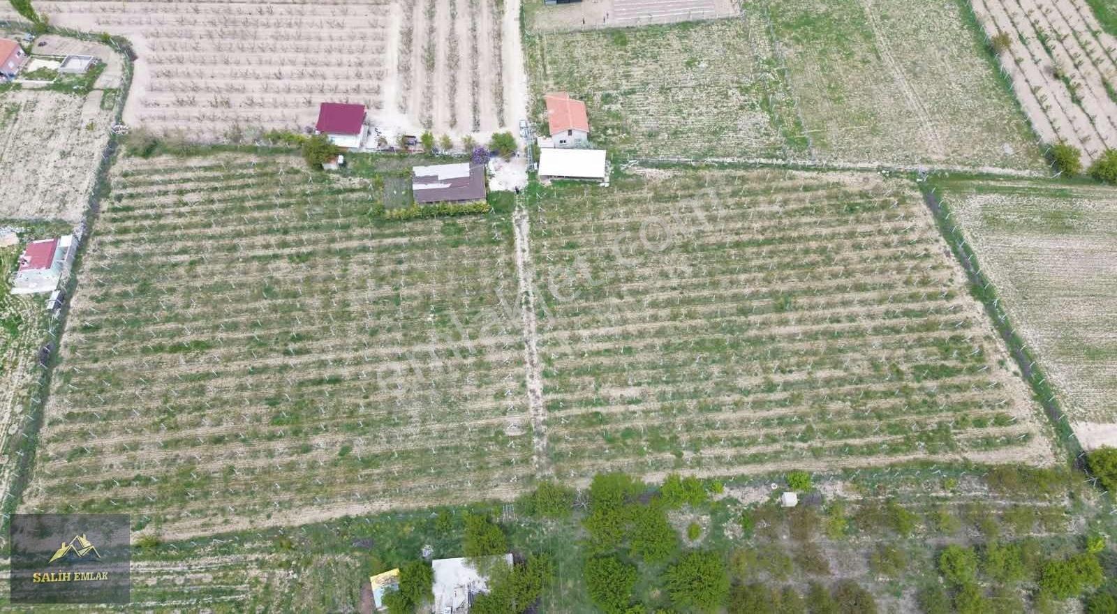 Salih Emlak'tan Sazlıca'da 12.000 M2 Bakımlı Şeftali Bahçesi - Görsel 2
