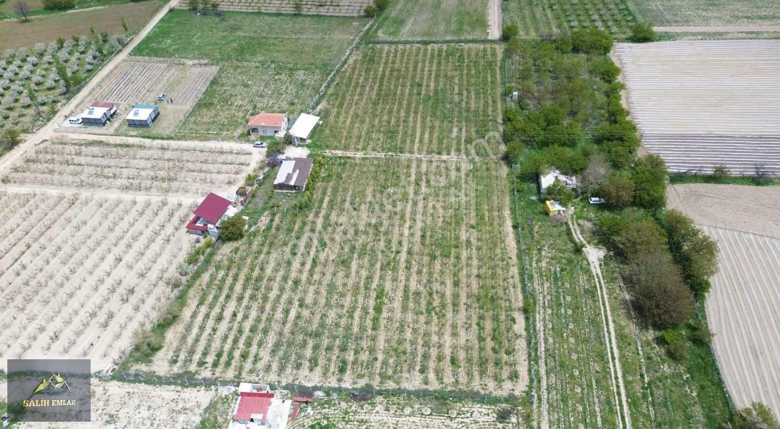 Salih Emlak'tan Sazlıca'da 12.000 M2 Bakımlı Şeftali Bahçesi