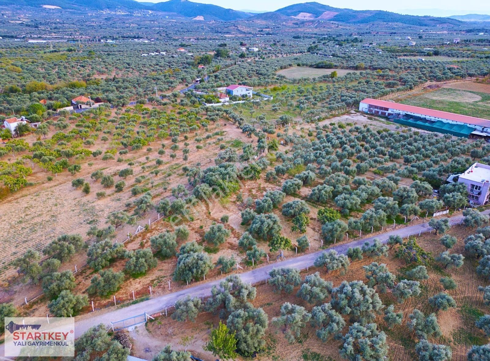 Torbalı Dağkızılca Kadastral Yol Cepheli Satılık 43dönüm Çiftlik - Görsel 16