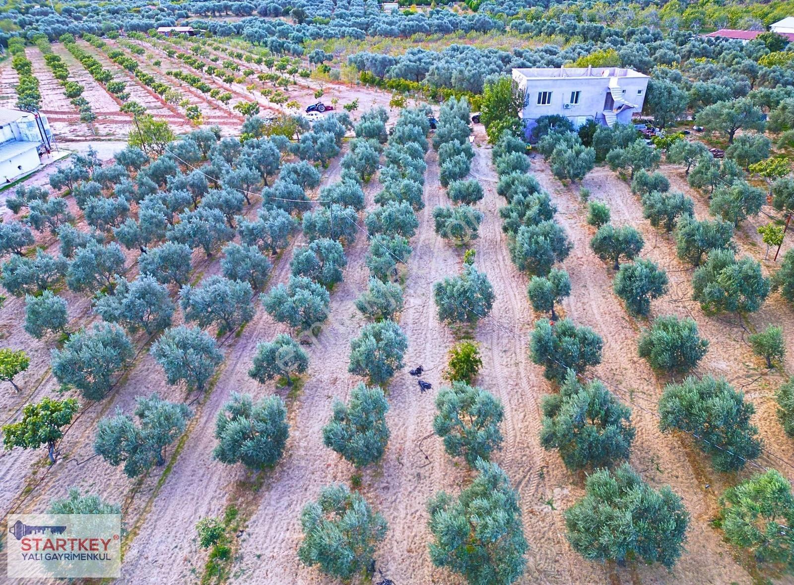 Torbalı Dağkızılca Kadastral Yol Cepheli Satılık 43dönüm Çiftlik - Görsel 9